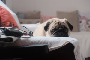 Perro pug con expresión triste, descansando en un sofá. Representa la ansiedad por separación en perros.