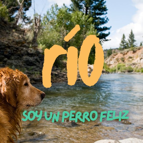 Río - Mi perro es feliz